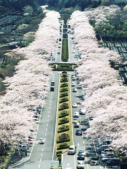 富士霊園の桜