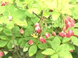 ホテル内庭園の花々