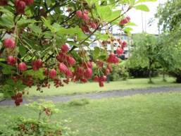 ホテル庭園の草花