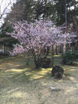 ホテル内庭園の桜2019