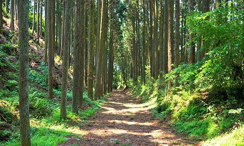 Old Tokaido Highway in Hakone